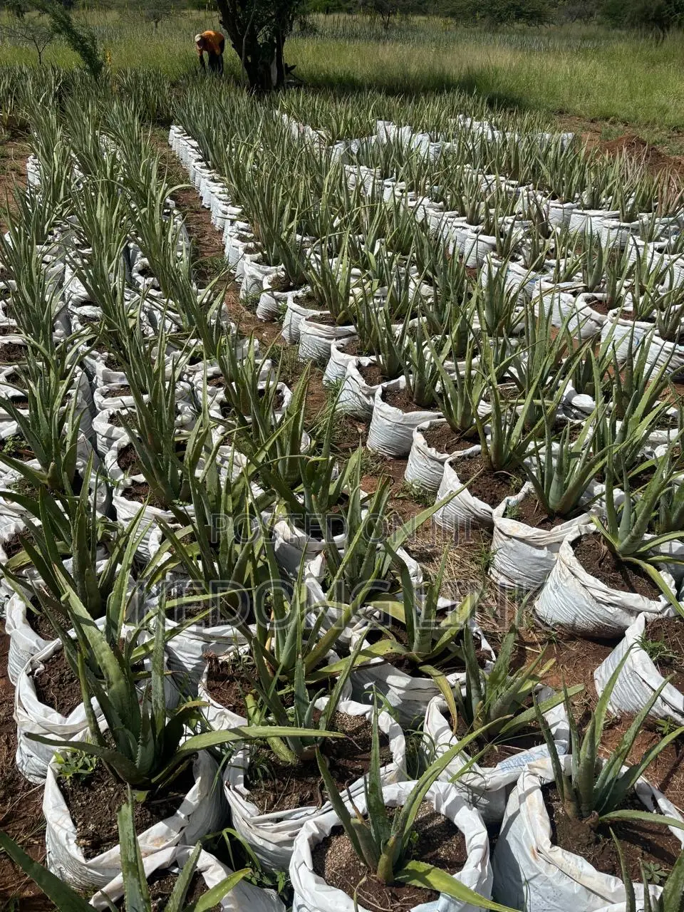Aloe Vera Plants And Seedlings
