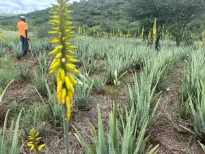 Aloe Vera Plants And Seedlings