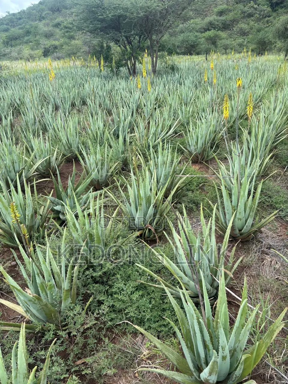 Aloe Vera Plants And Seedlings