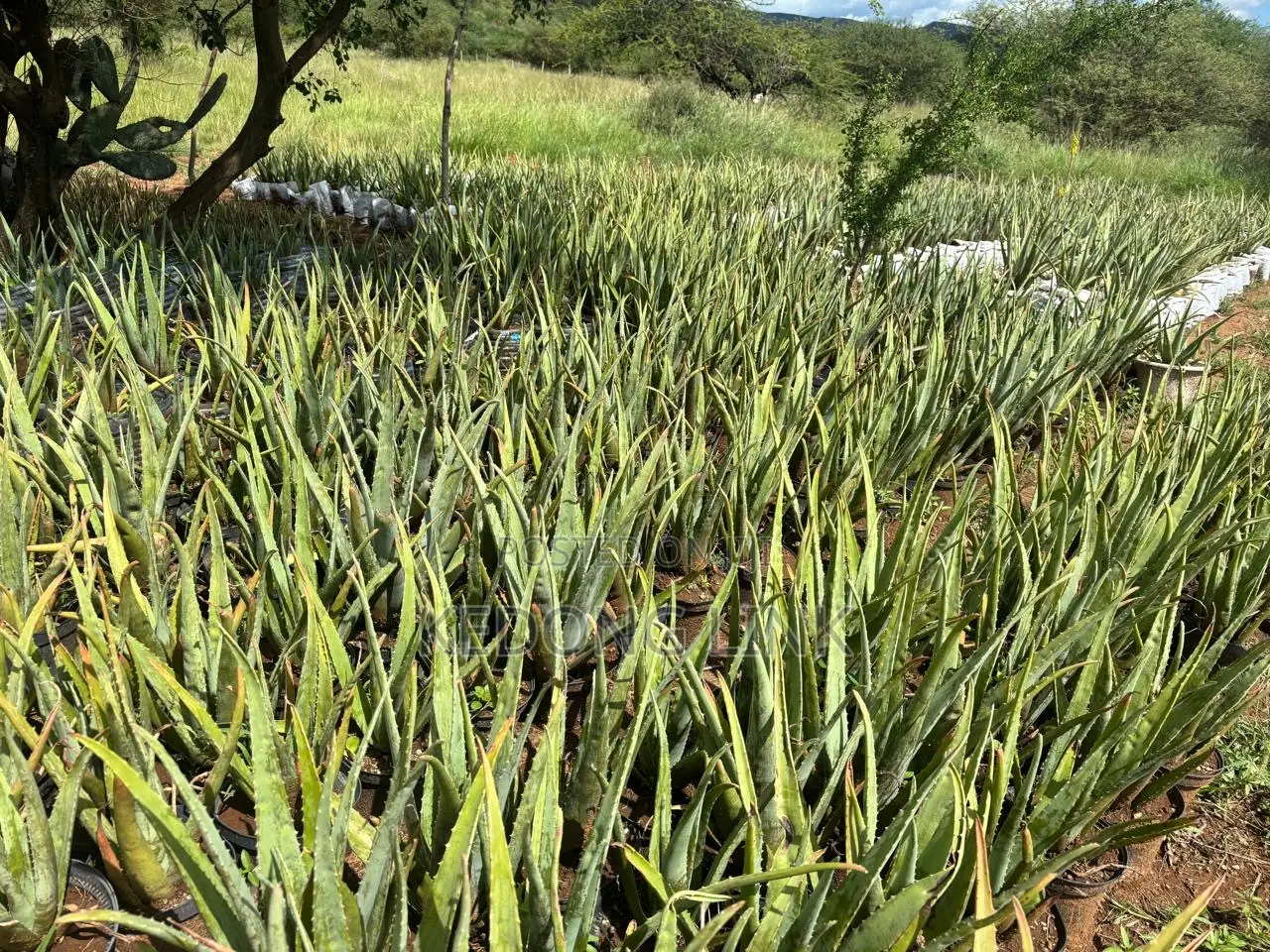 Aloe Vera Plants And Seedlings