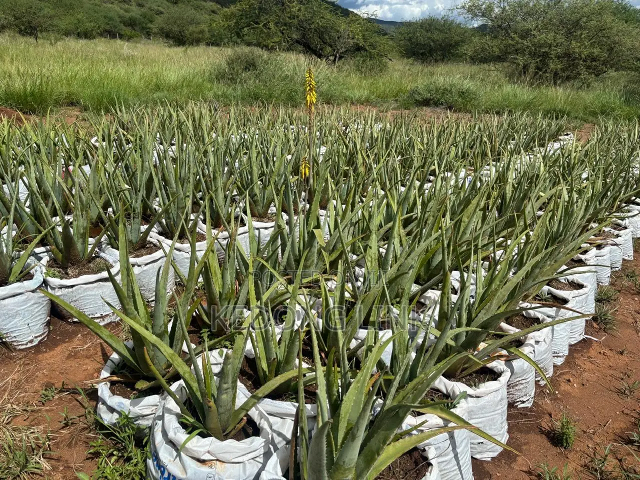 Aloe Vera Plants And Seedlings