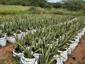 Aloe Vera Plants And Seedlings