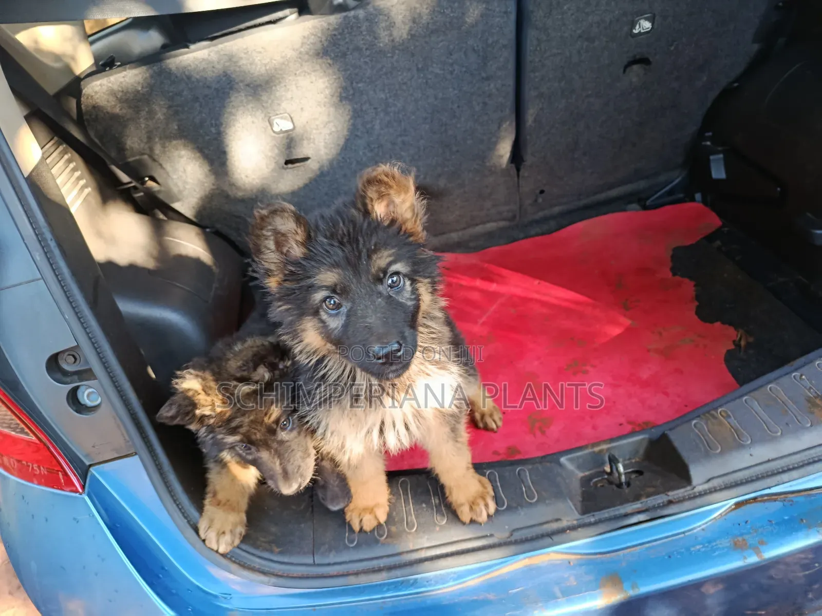1-3 months Male Purebred German Shepherd