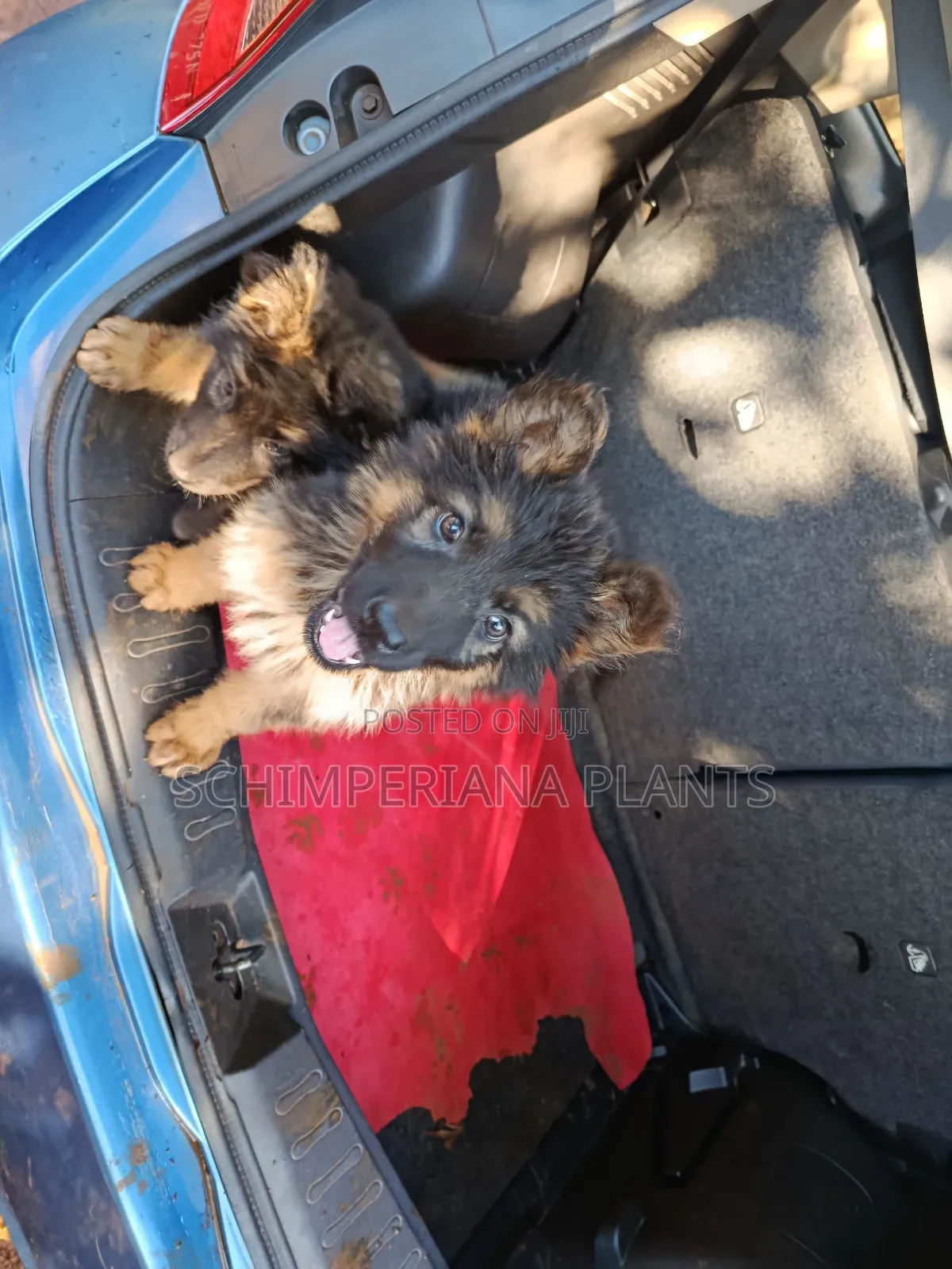 1-3 months Male Purebred German Shepherd