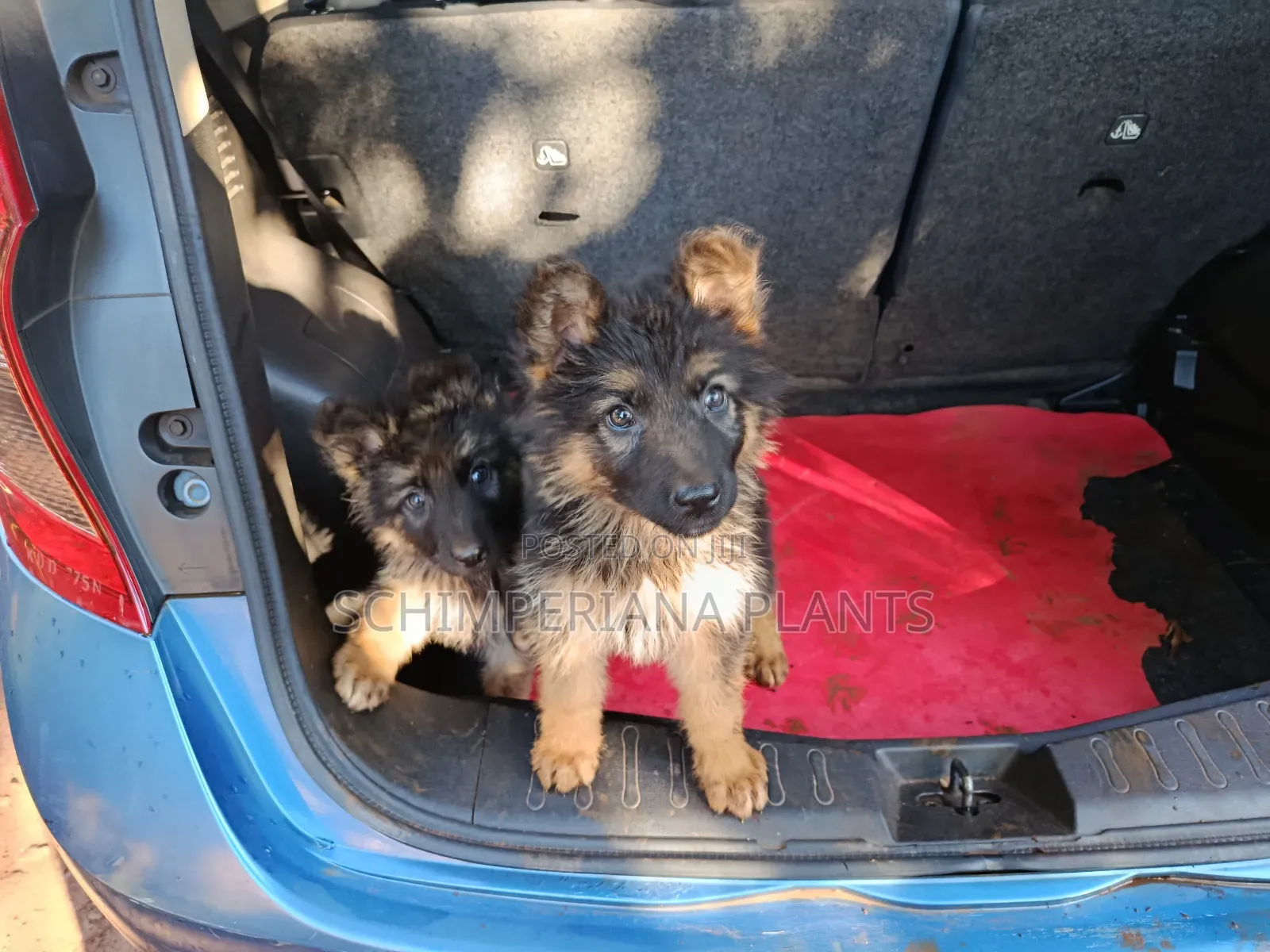 1-3 months Male Purebred German Shepherd