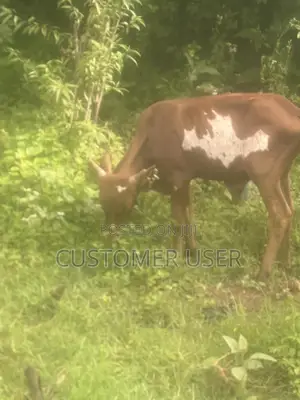 Ankole Bull