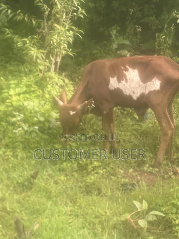 Ankole Bull