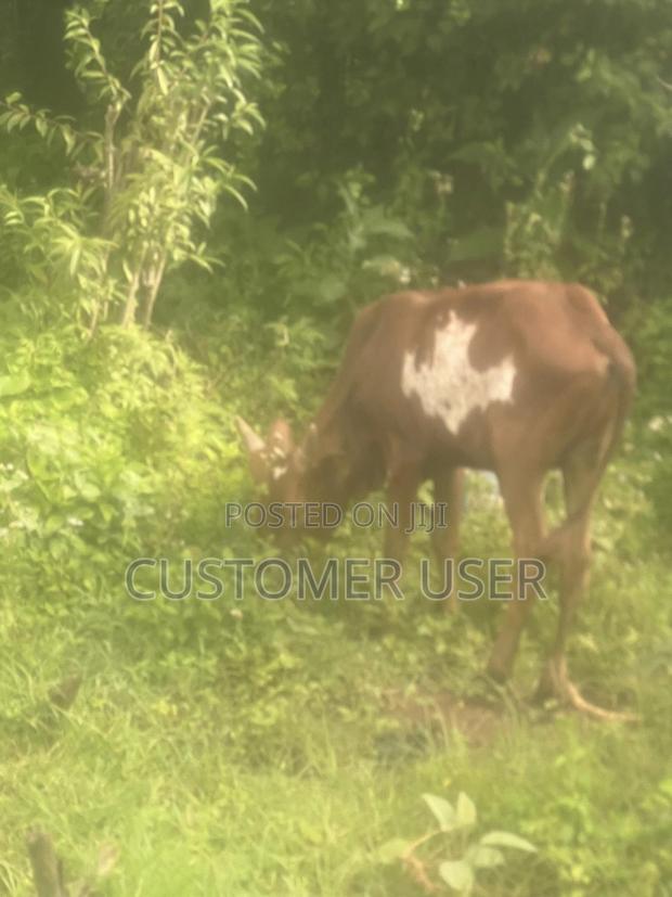 Ankole Bull - thumbnail 3
