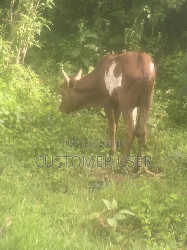 Ankole Bull - thumbnail 4