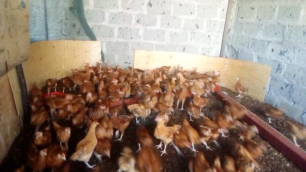 1 Month Old Chicks - main view
