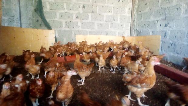 1 Month Old Chicks - thumbnail 2