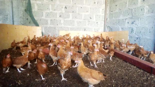 1 Month Old Chicks - thumbnail 3