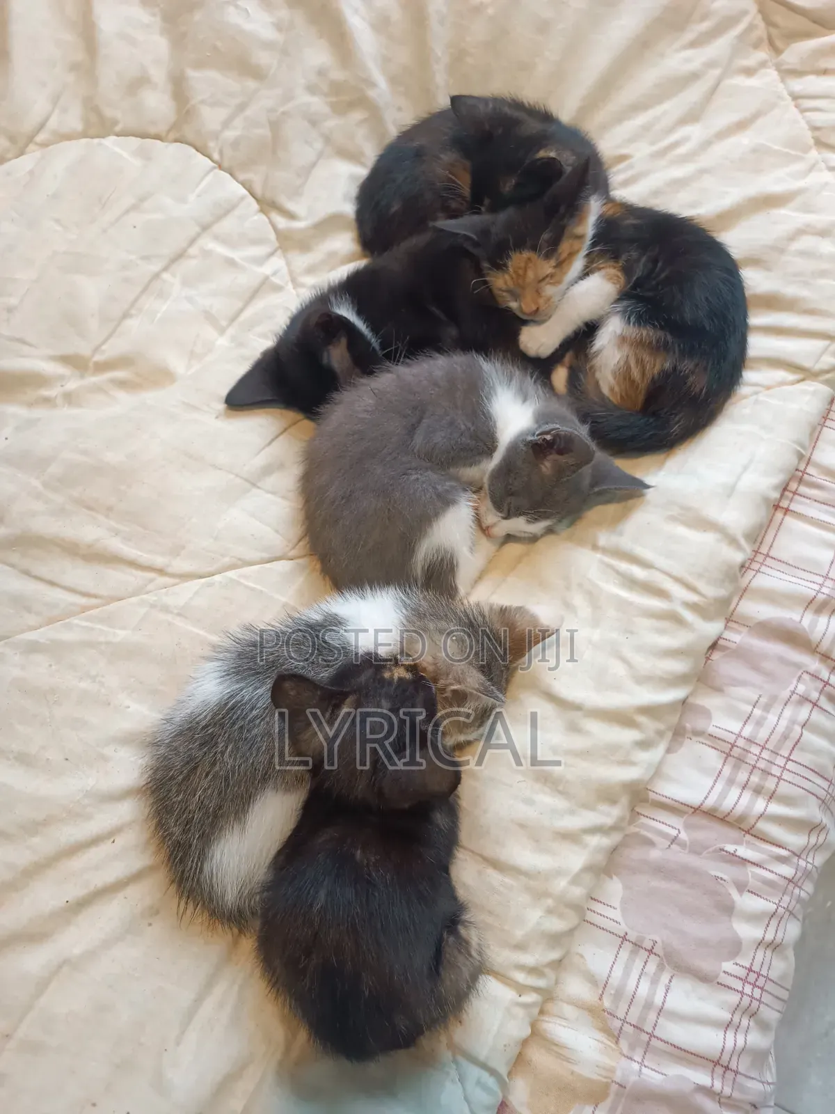1-3 months Female Mixed Breed Cat