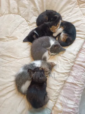 1-3 months Female Mixed Breed Cat