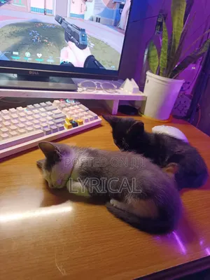1-3 months Female Mixed Breed Cat