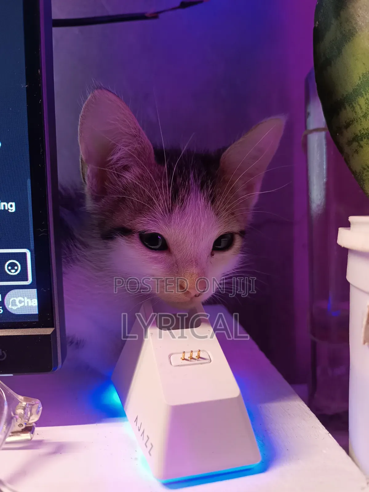 1-3 months Female Mixed Breed Cat