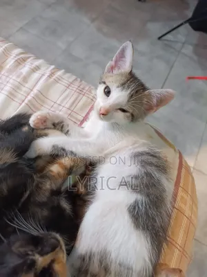 1-3 months Female Mixed Breed Cat