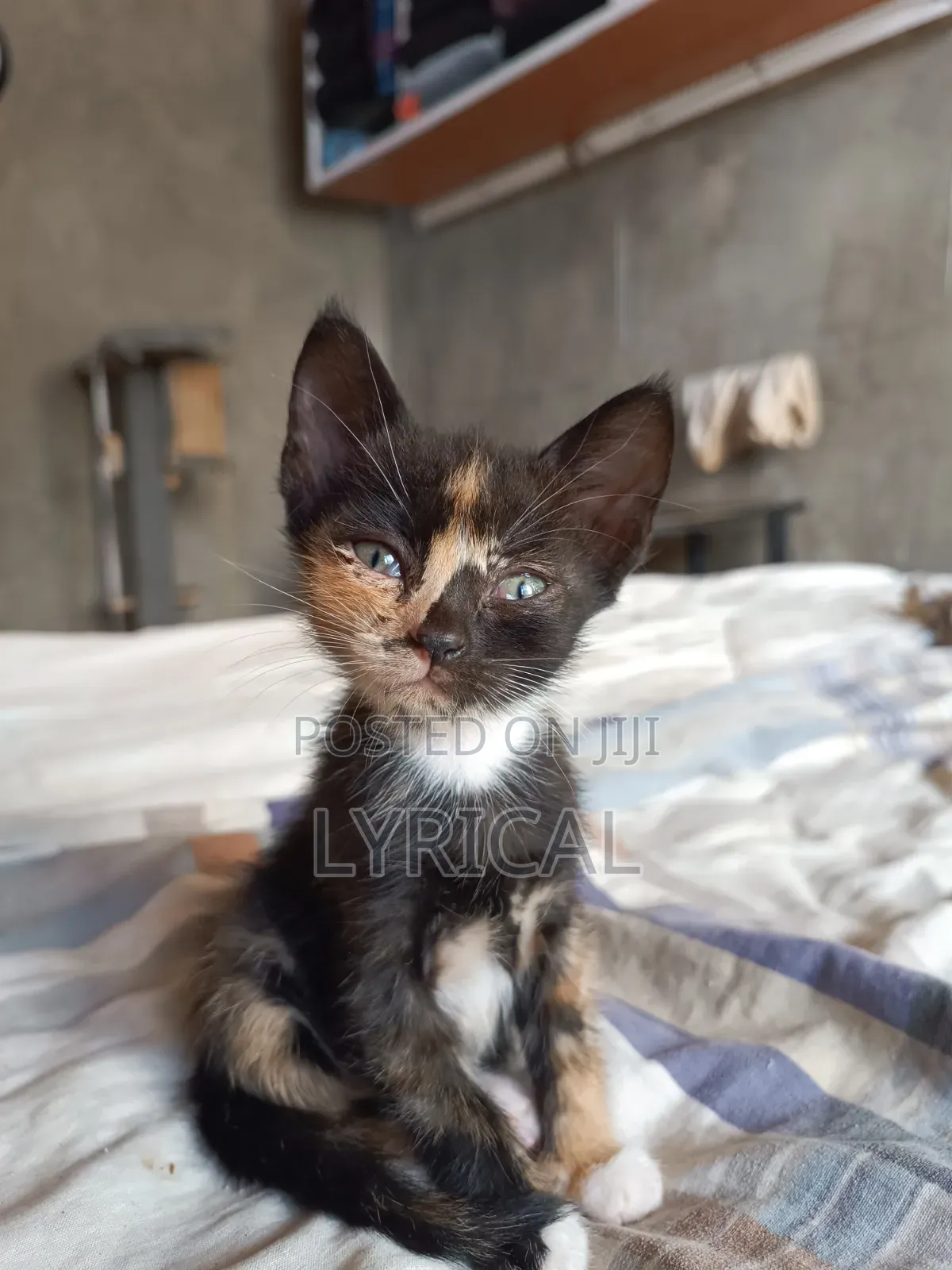 1-3 months Female Mixed Breed Cat