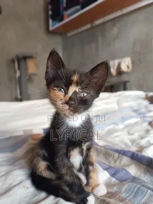 1-3 months Female Mixed Breed Cat