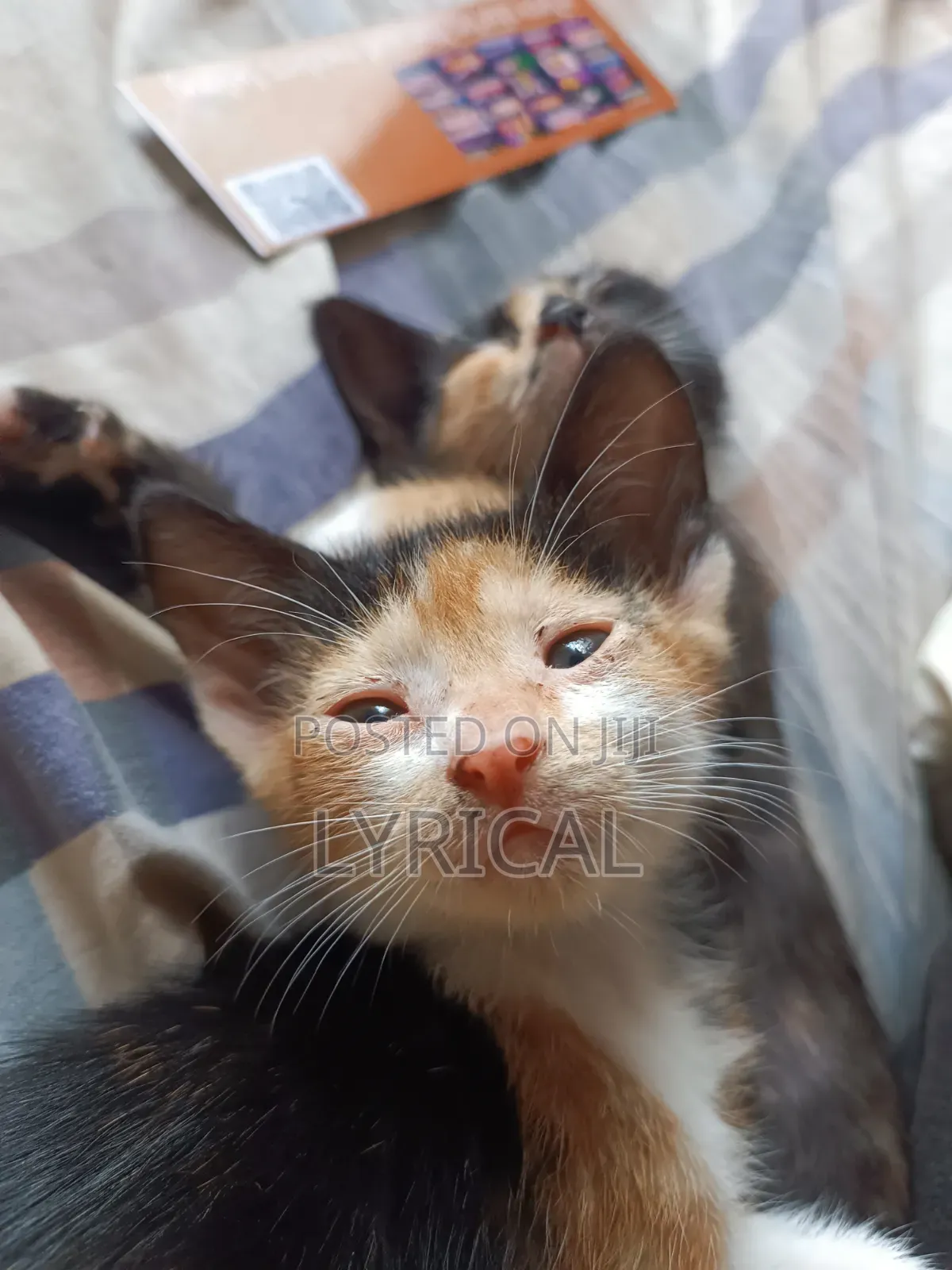1-3 months Female Mixed Breed Cat