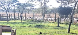 3 Acre Land for Sale – Nanyuki Gated Community
