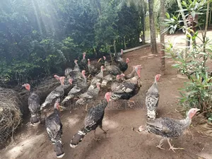 Young Turkeys