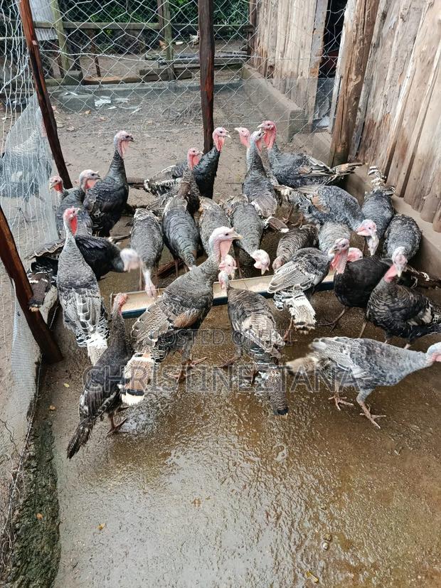 Young Turkeys - thumbnail 2