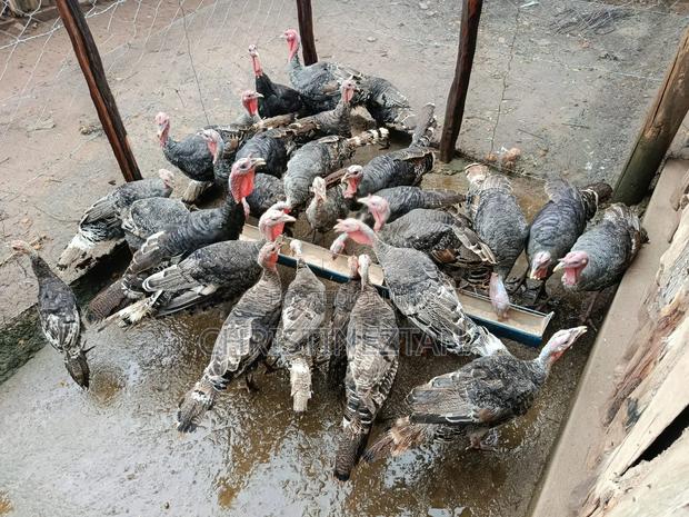 Young Turkeys - thumbnail 3