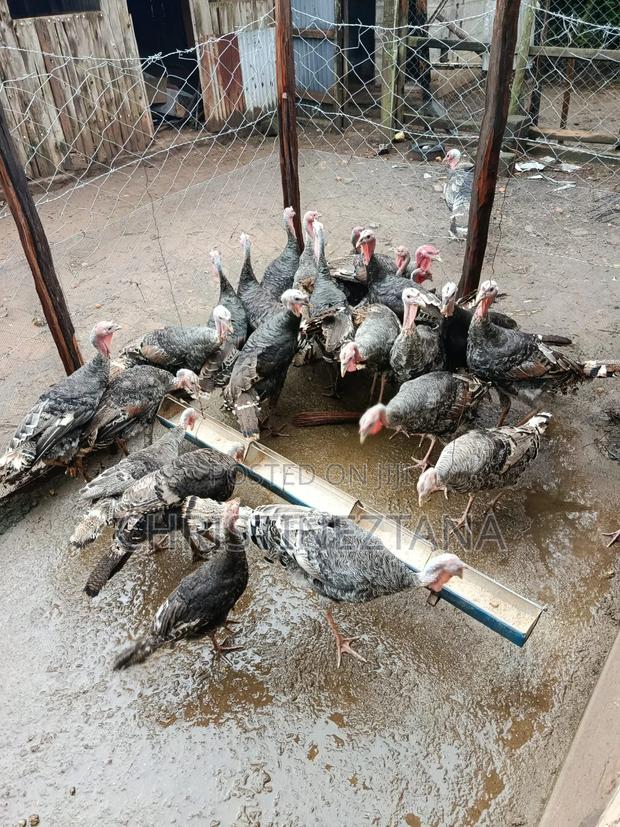 Young Turkeys - thumbnail 4