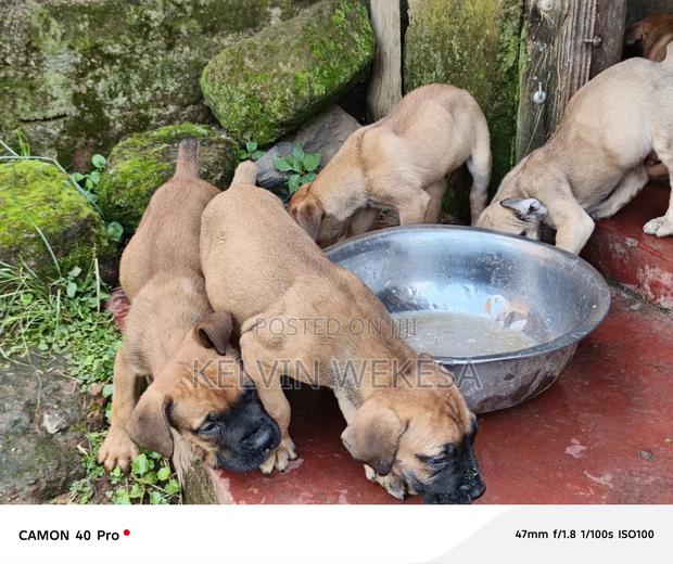 1-3 months Male Purebred Boerboel - thumbnail 8