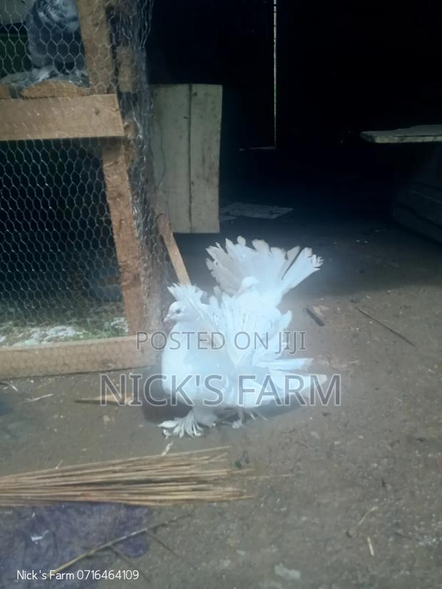 Fantail Pigeon (Pure White) - thumbnail 2