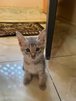 1-3 months Female Mixed Breed Tabby