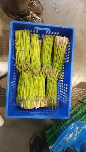 Fresh Premium Asparagus 
