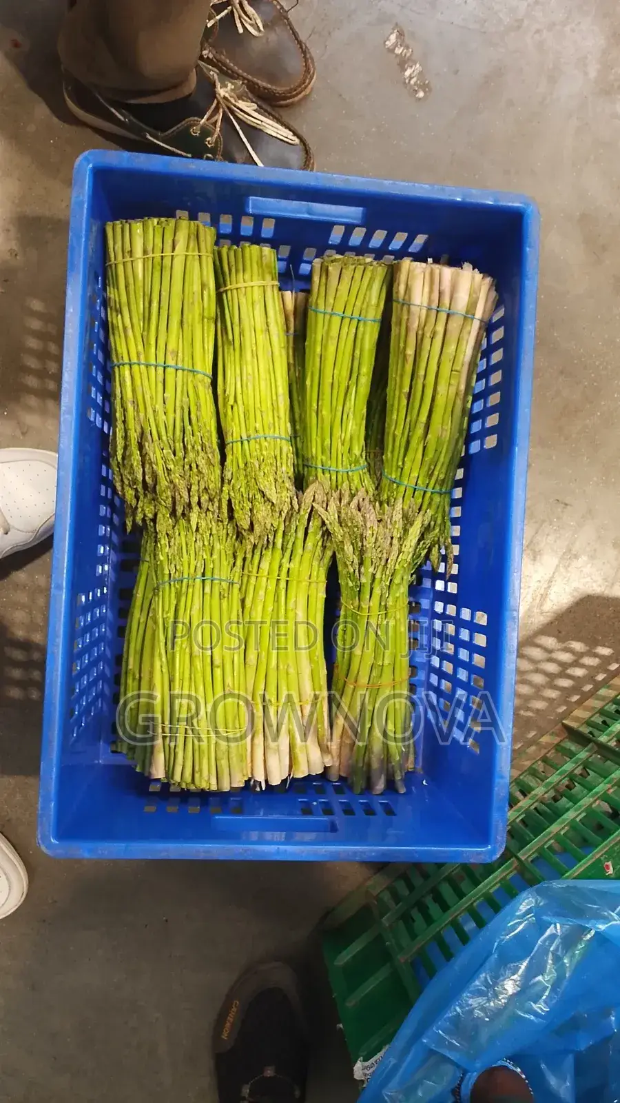 Fresh Premium Asparagus 