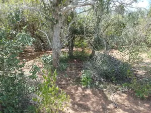 Agricultural Farmland