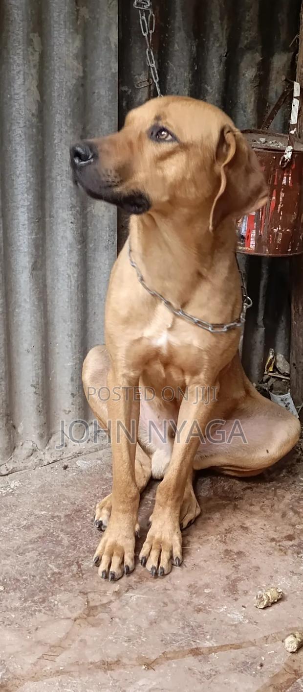 3-6 months Male Purebred Boerboel
