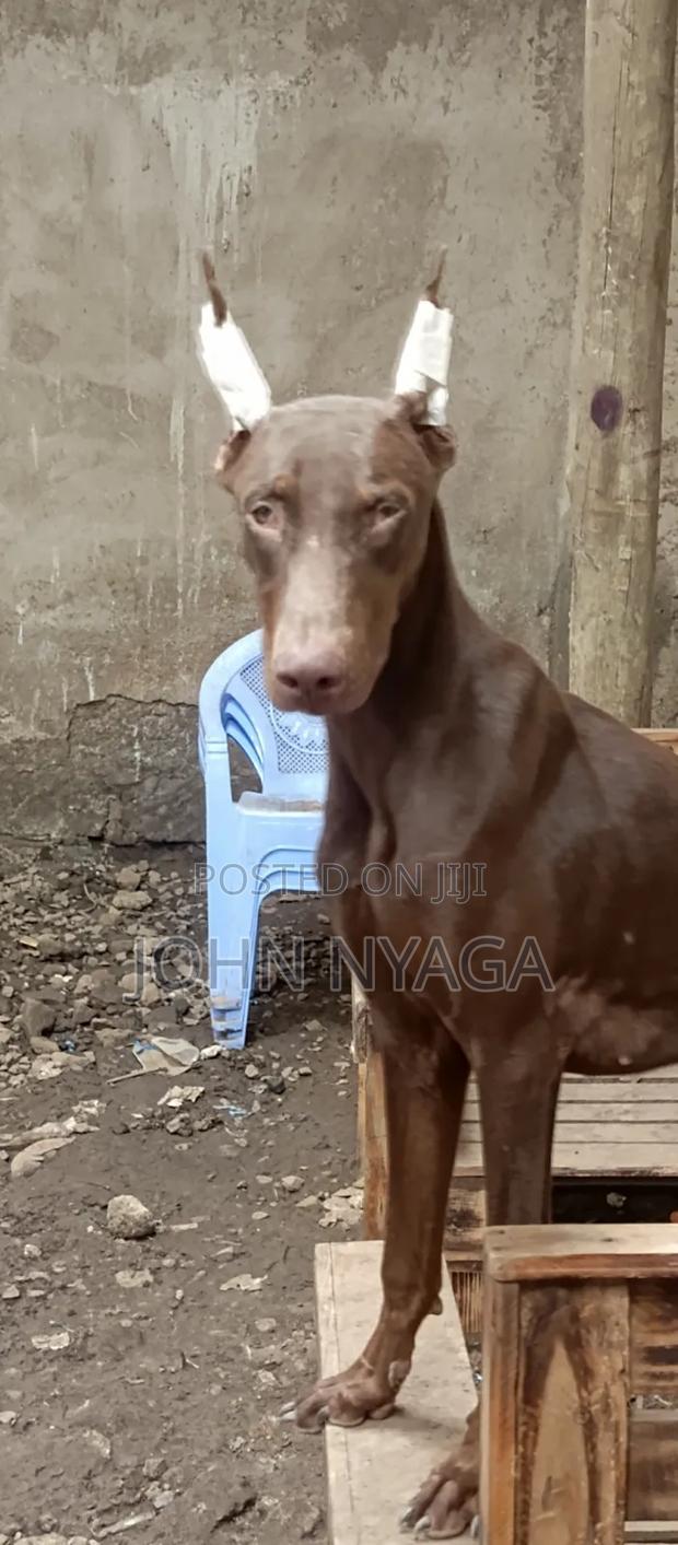 3-6 months Male Purebred Doberman Pinscher
