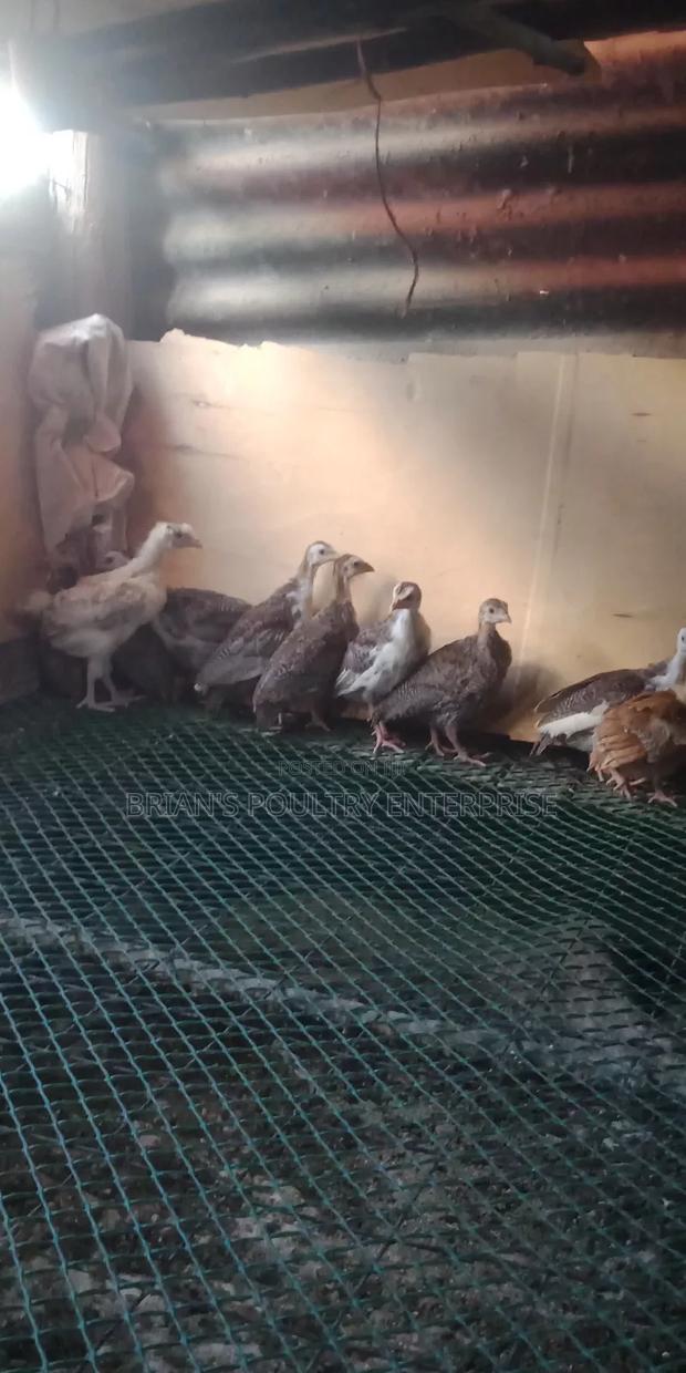 Guineafowls