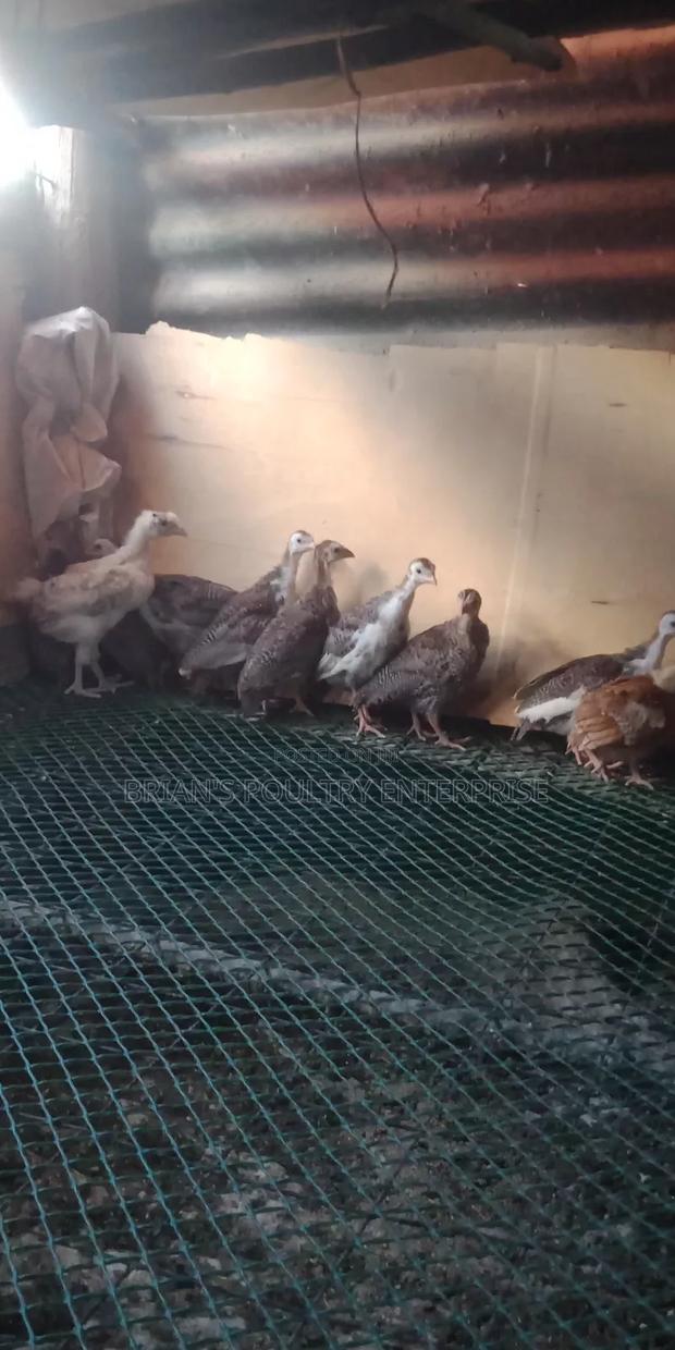 Guineafowls - thumbnail 2