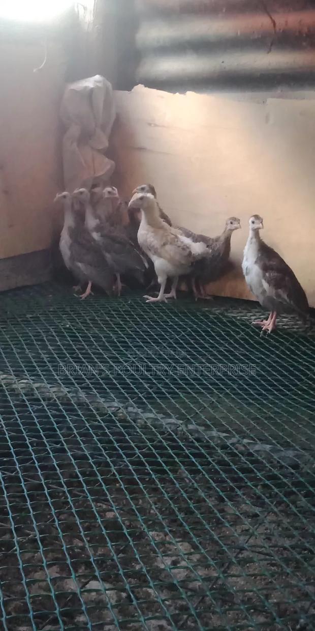 Guineafowls - thumbnail 4