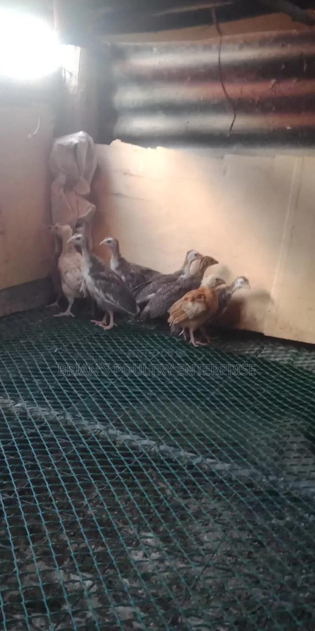 Guineafowls - thumbnail 5