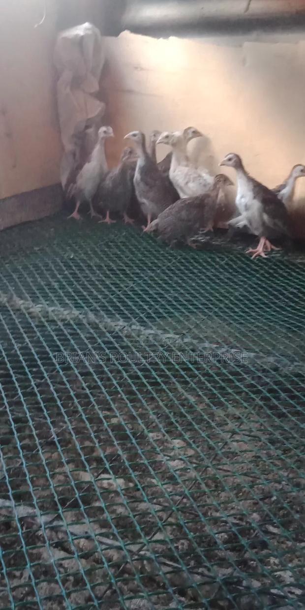 Guineafowls - thumbnail 6