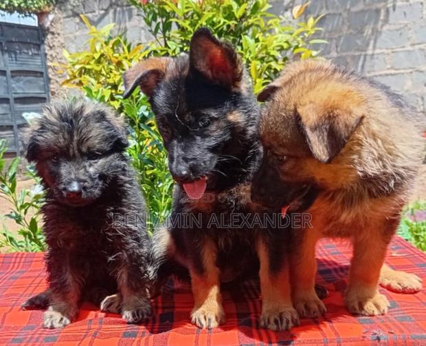 1-3 months Female Purebred German Shepherd - thumbnail 2