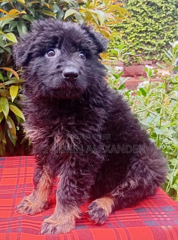 1-3 months Female Purebred German Shepherd - thumbnail 3