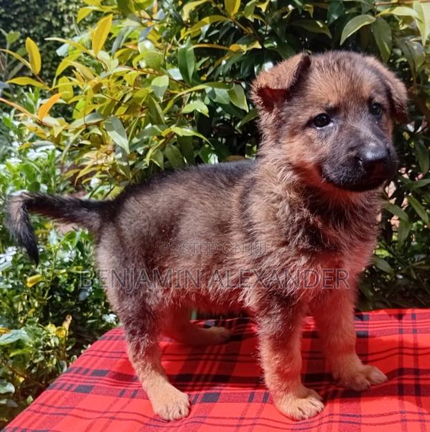 1-3 months Female Purebred German Shepherd - thumbnail 4
