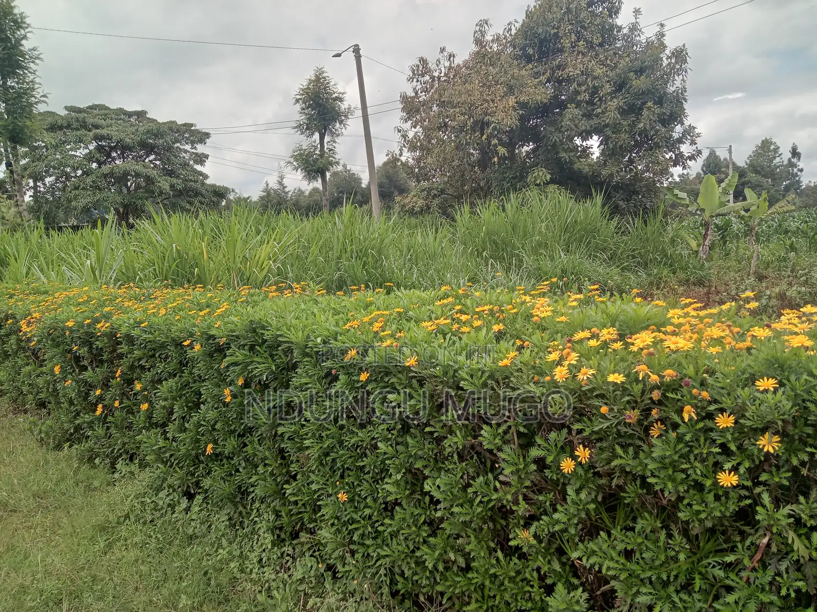 1/8 for Sale at Gacuthi, Muguga