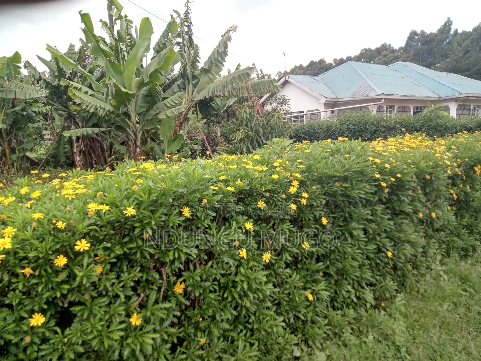 1/8 for Sale at Gacuthi, Muguga