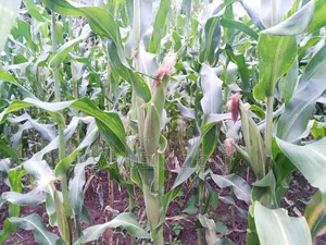 Green Maize