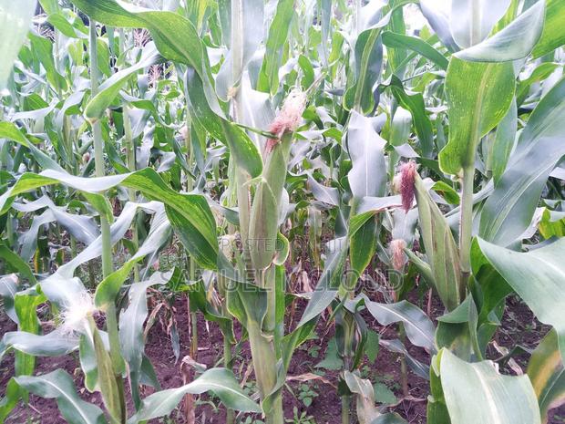 Green Maize - main view