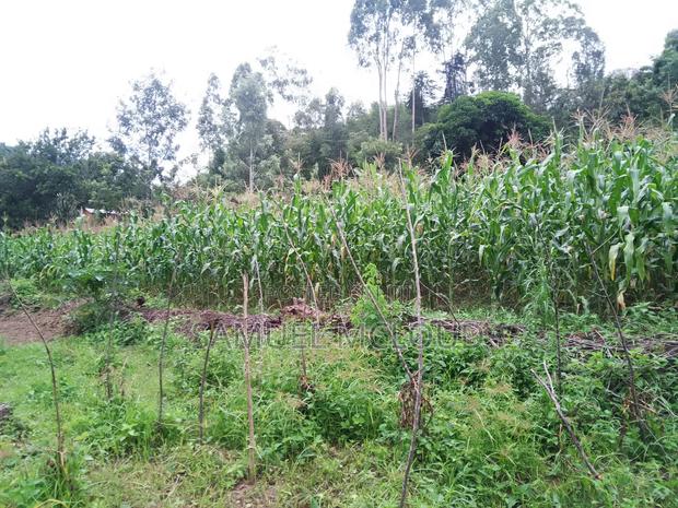 Green Maize - thumbnail 2